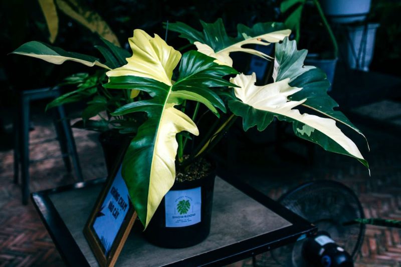 Plant lovers11_vnexpress.jpg Plant lovers11_vnexpress.jpg